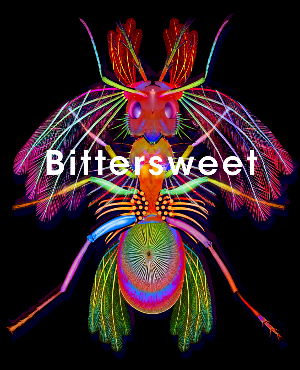 Listen to “Bittersweet” by Fire&nbsp;Ants