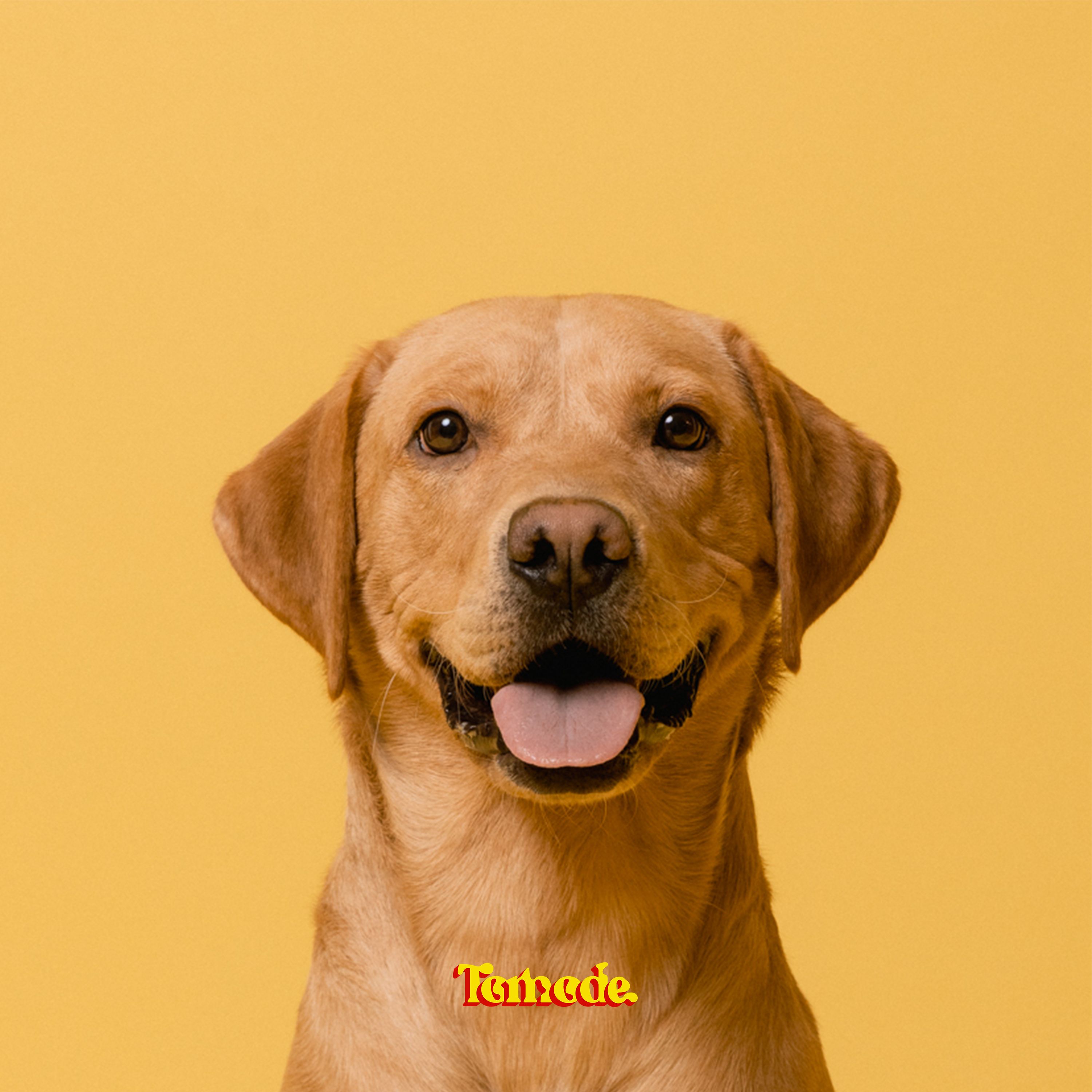 Here is “Golden Retriever” bydisco-pop newcomers Tomode
