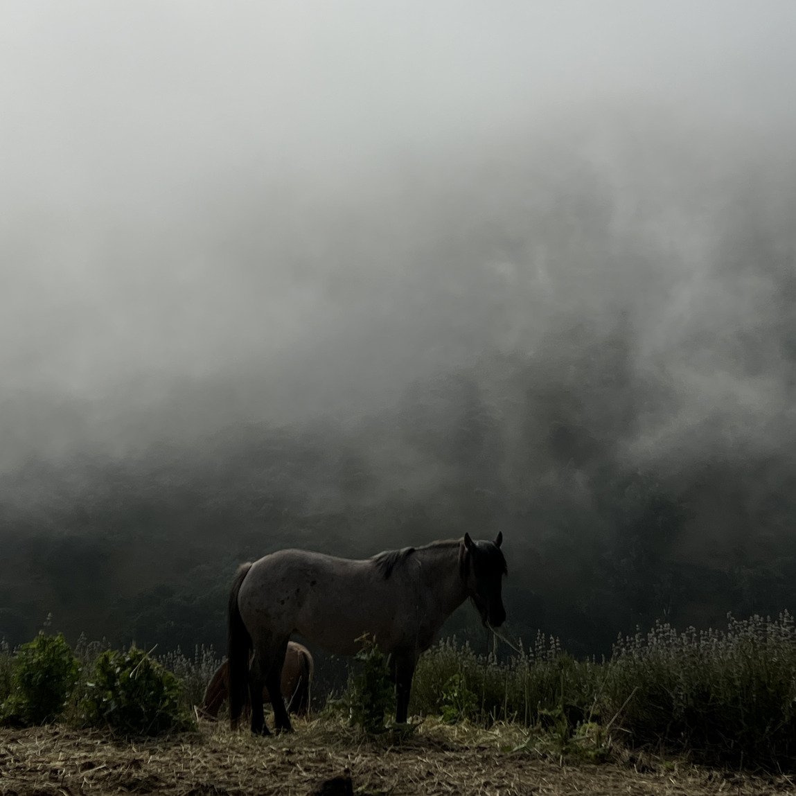 Stefan J. Selbert releases “Angry Horses” – listen